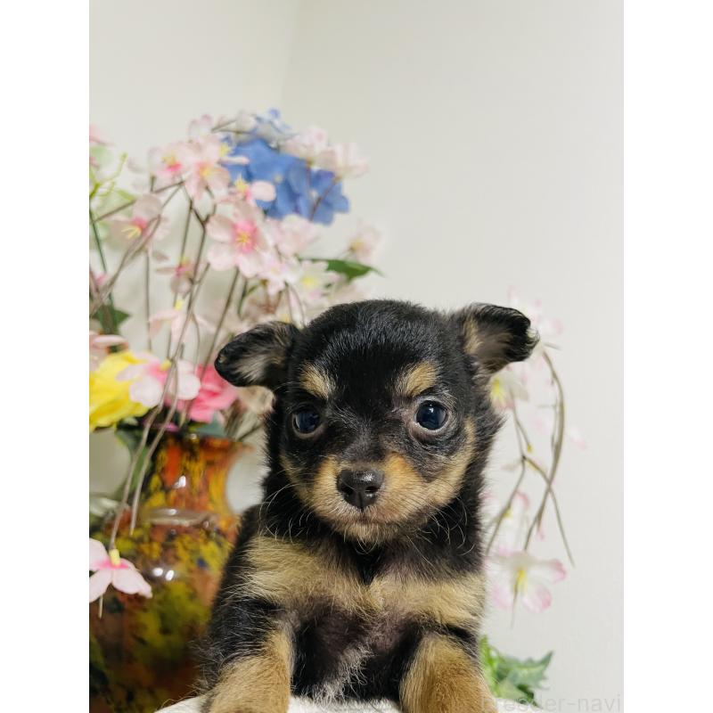 販売中の埼玉県のチワワ(ロングコート)-423783の4枚目