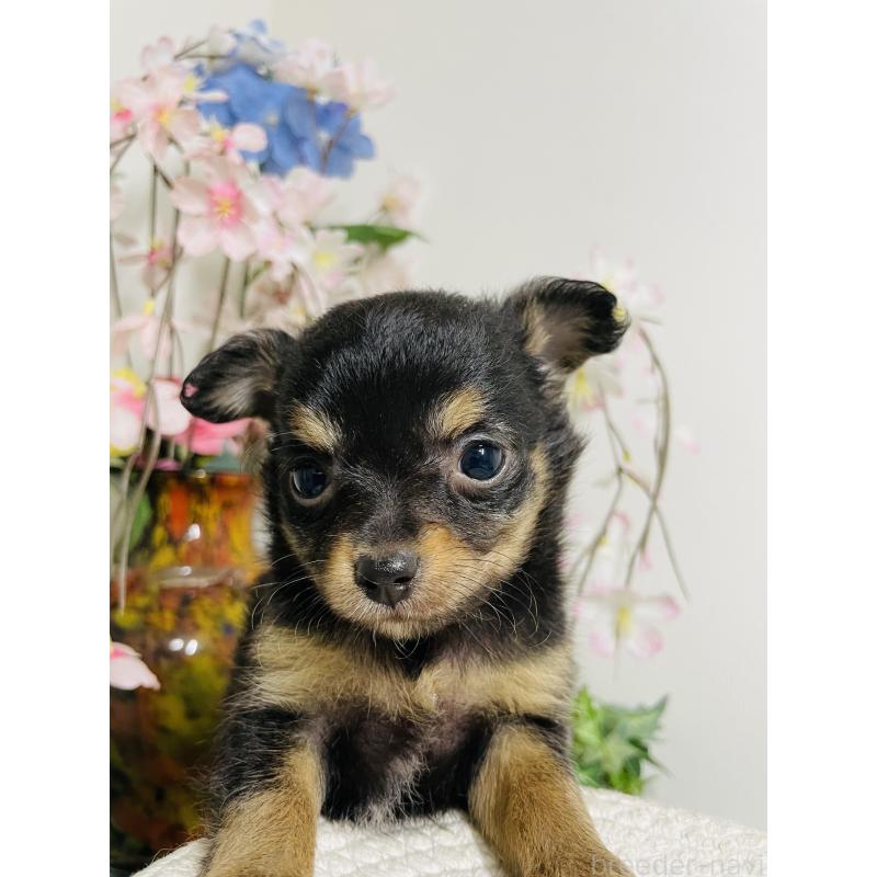 販売中の埼玉県のチワワ(ロングコート)-423783の3枚目