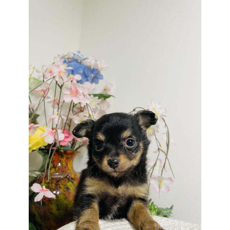 販売中の埼玉県のチワワ(ロングコート)-423783の2枚目