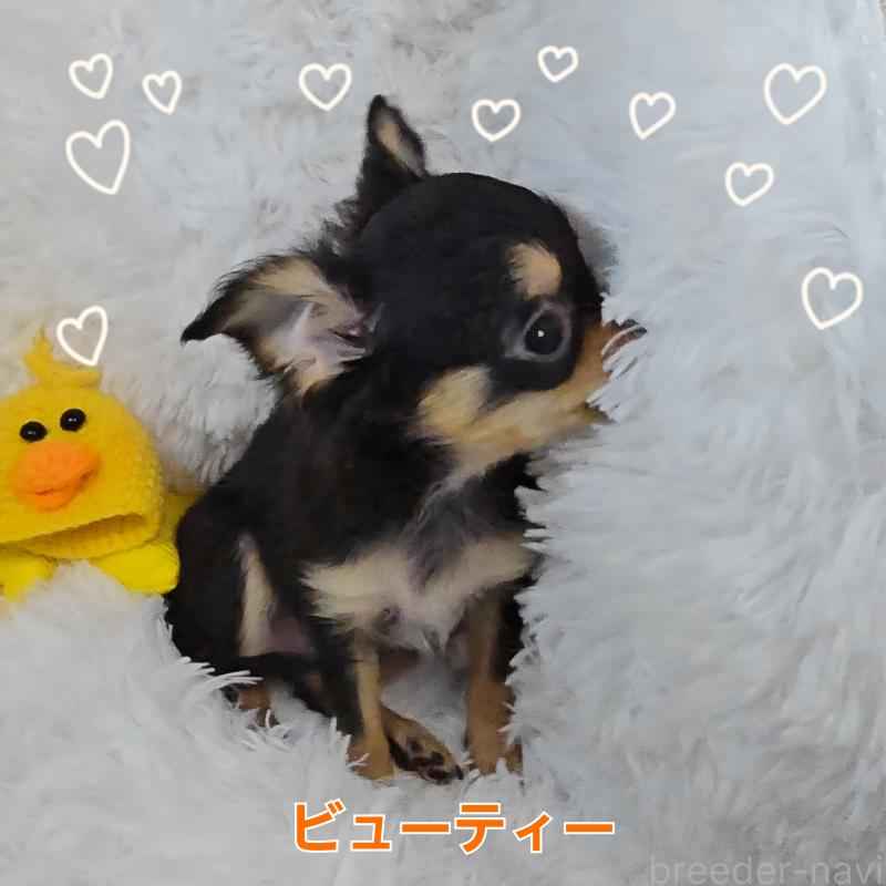 販売中の東京都のチワワ(ロングコート)-423308の3枚目