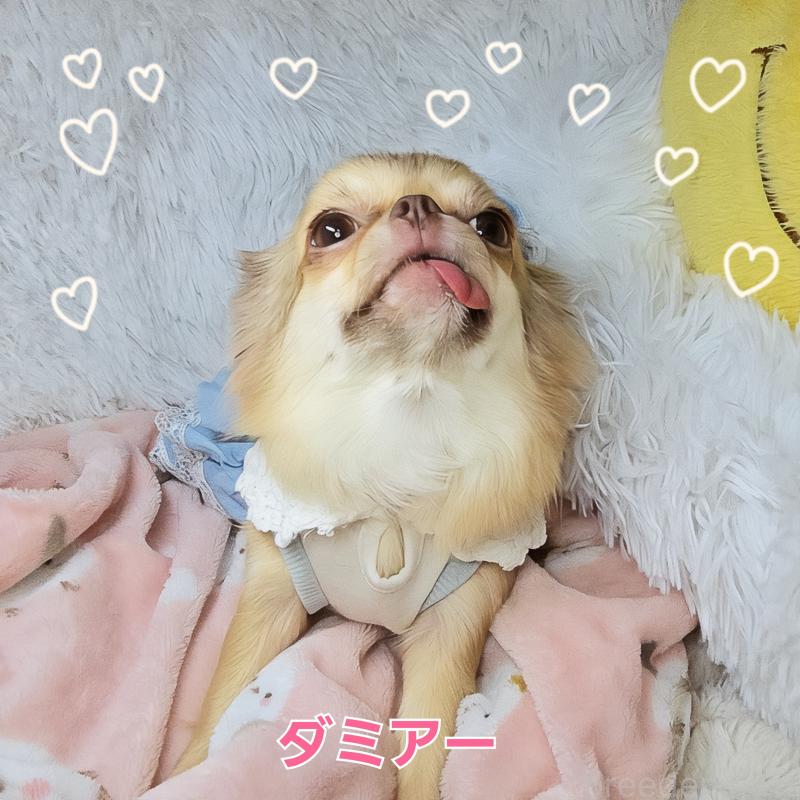 販売中の東京都のチワワ(ロングコート)-421192