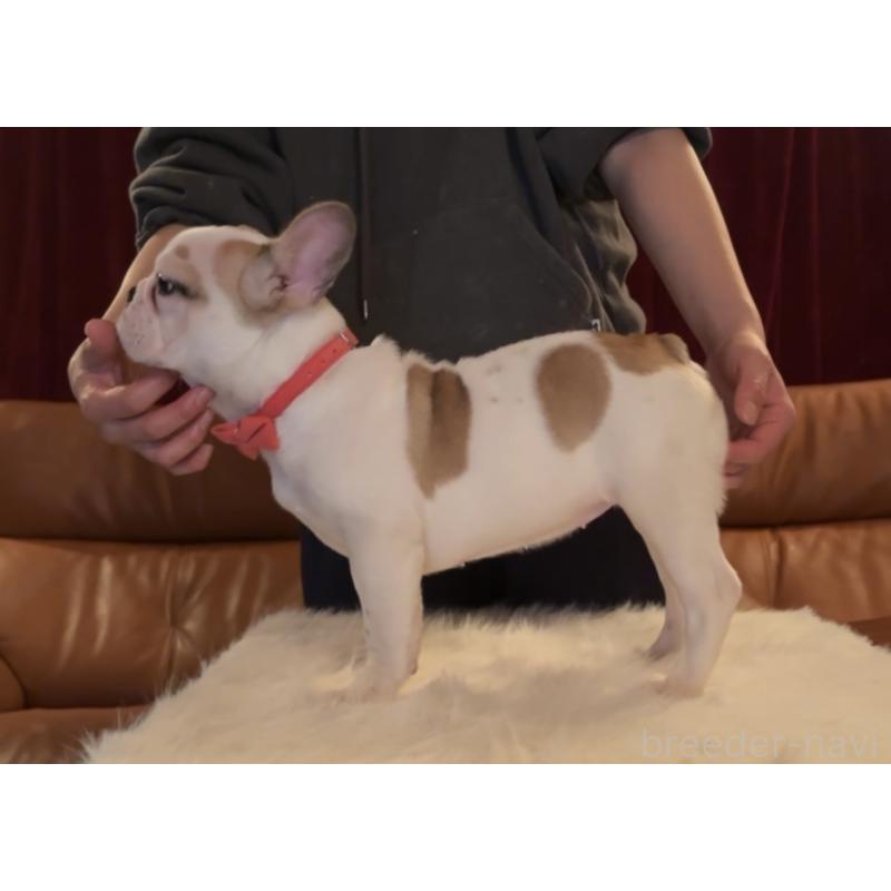 成約済の埼玉県のフレンチブルドッグ-420541の5枚目