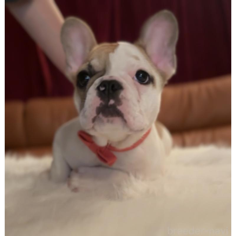 成約済の埼玉県のフレンチブルドッグ-420541の4枚目