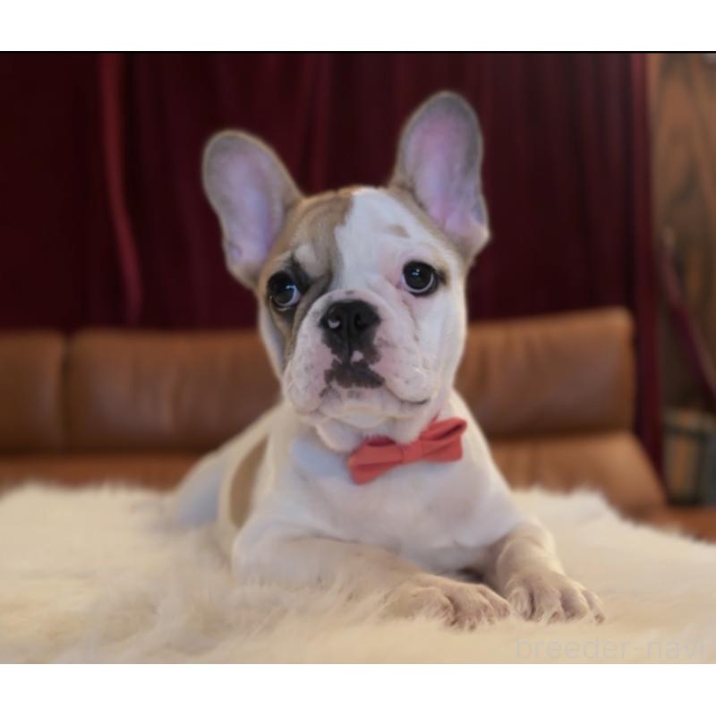 成約済の埼玉県のフレンチブルドッグ-420541の3枚目