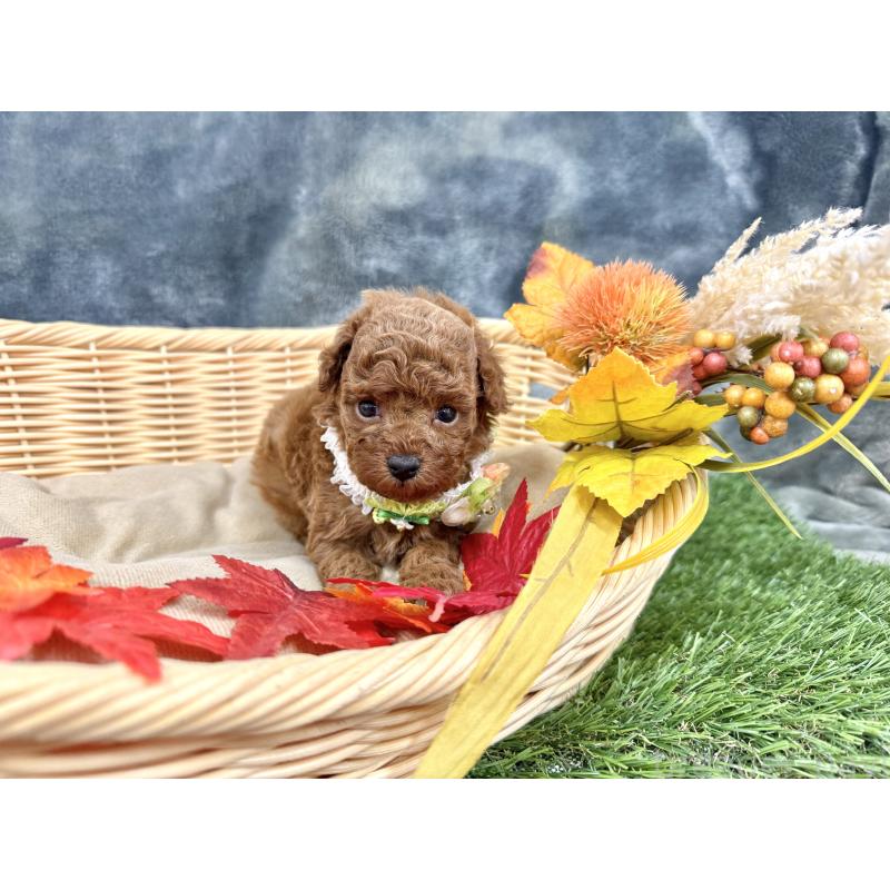 成約済の愛知県のトイプードル-421704の7枚目