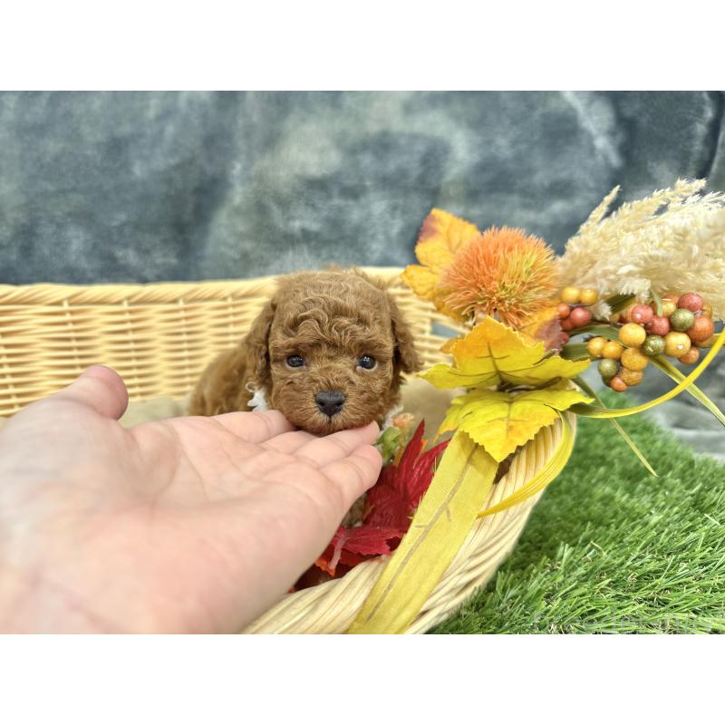 成約済の愛知県のトイプードル-421704の6枚目