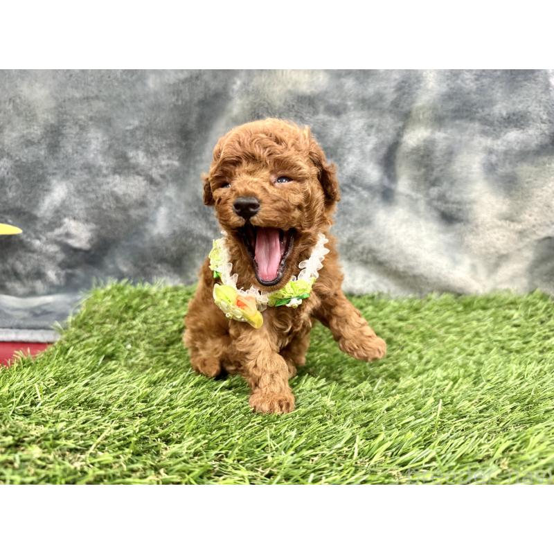 成約済の愛知県のトイプードル-421704の5枚目