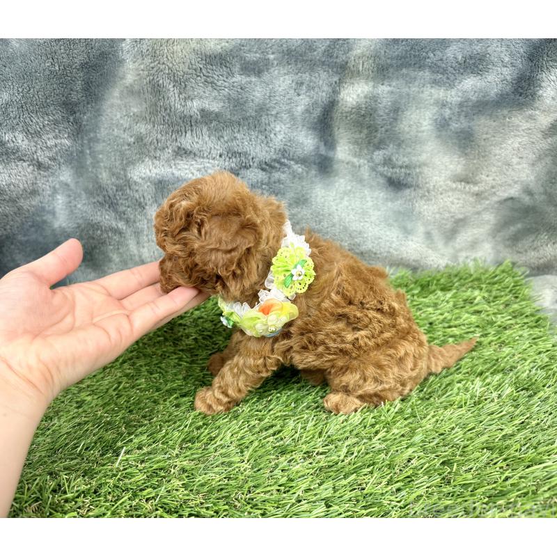 成約済の愛知県のトイプードル-421704の4枚目