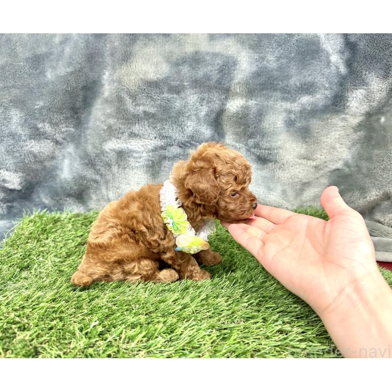 成約済の愛知県のトイプードル-421704の3枚目