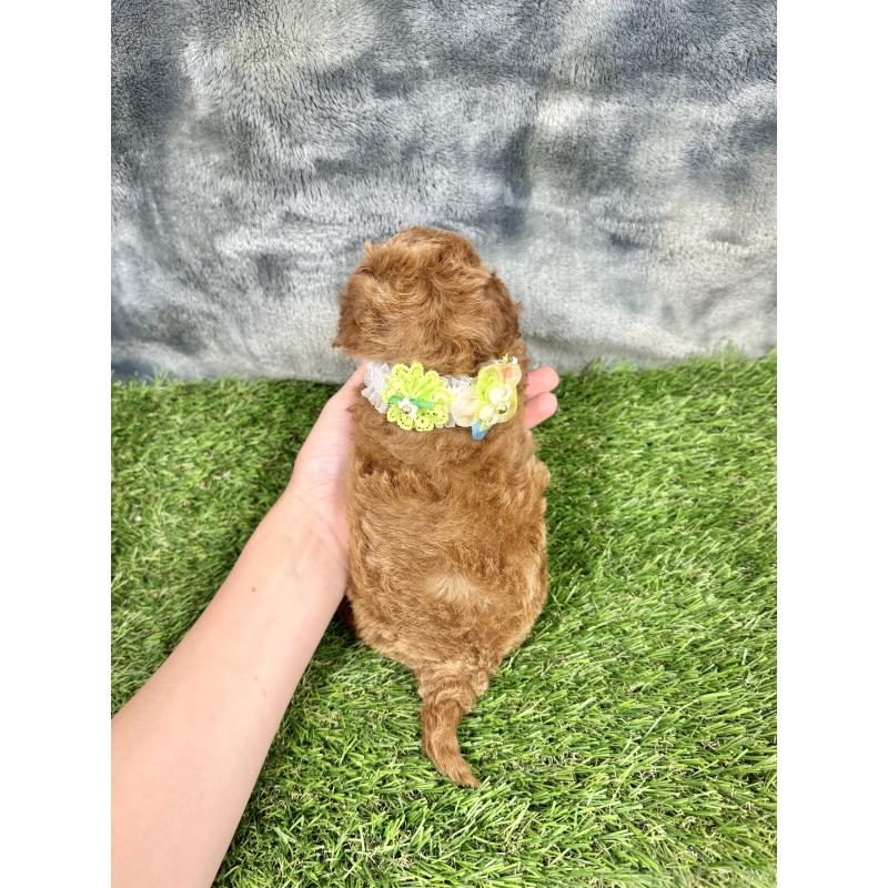 成約済の愛知県のトイプードル-421704の2枚目