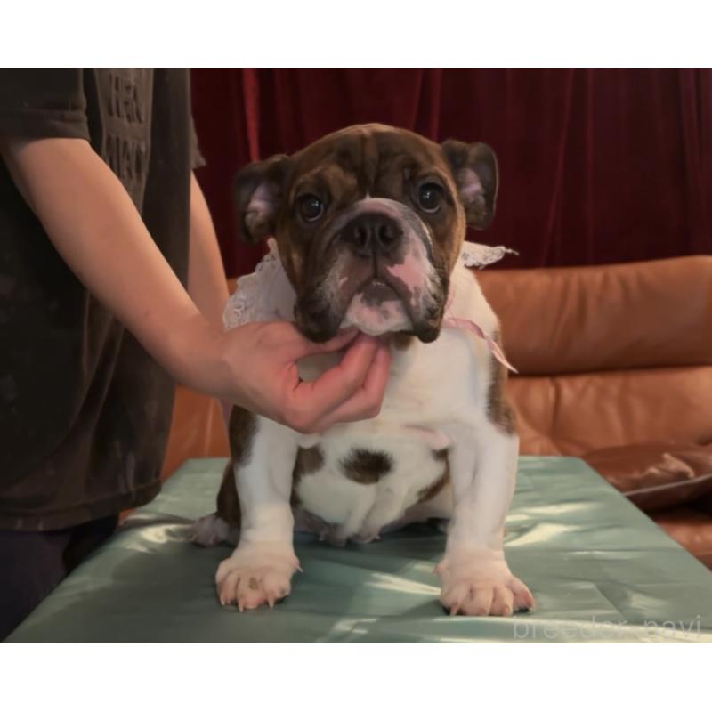 販売中の埼玉県のブルドッグ-414144の5枚目