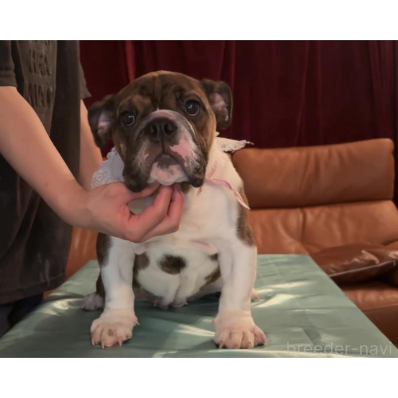 販売中の埼玉県のブルドッグ-414144の4枚目