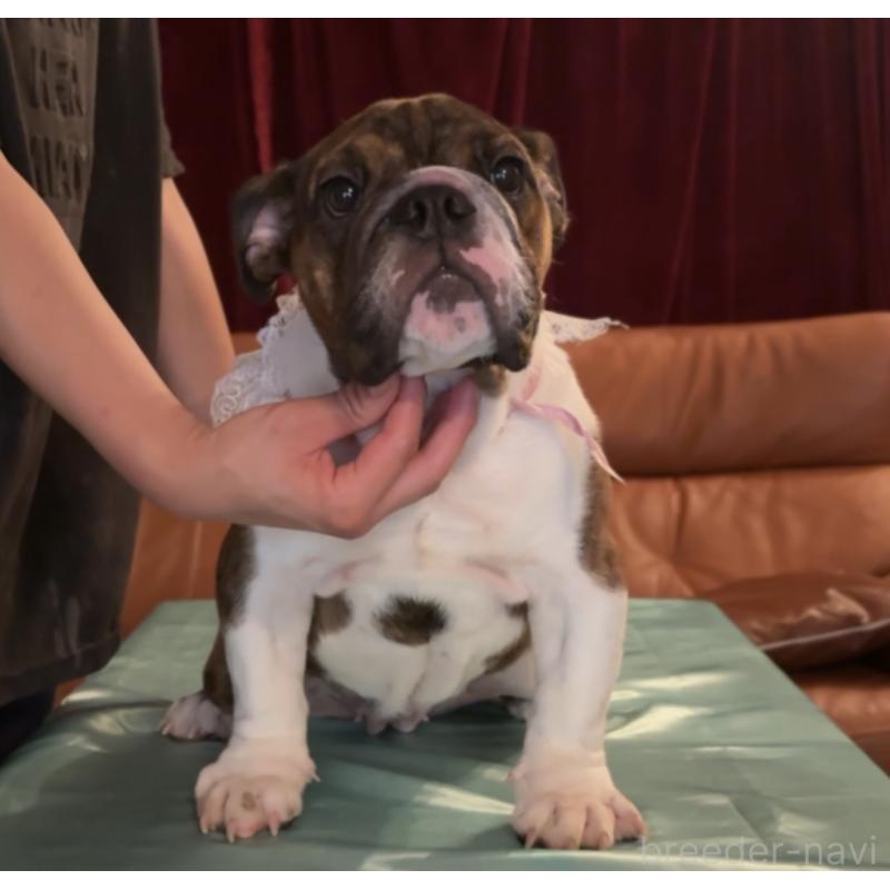 販売中の埼玉県のブルドッグ-414144の3枚目