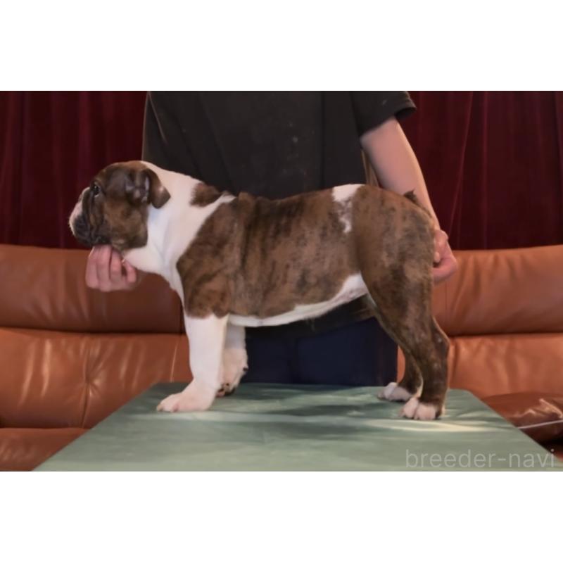 販売中の埼玉県のブルドッグ-414144の2枚目