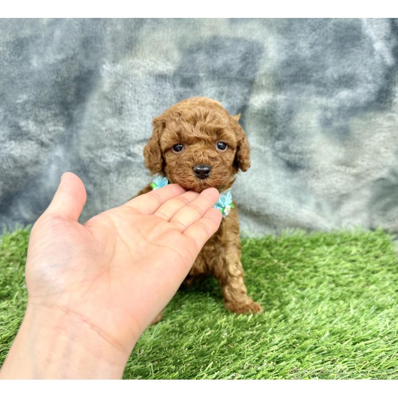 成約済の愛知県のトイプードル-421710の6枚目