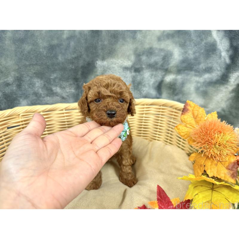 成約済の愛知県のトイプードル-421710の5枚目