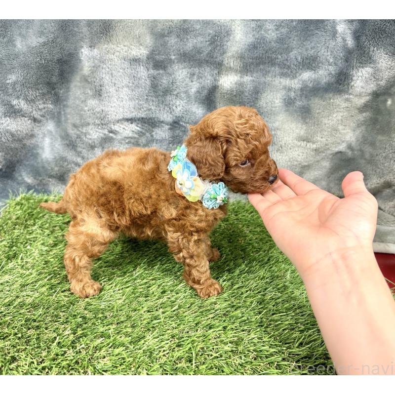 成約済の愛知県のトイプードル-421710の4枚目