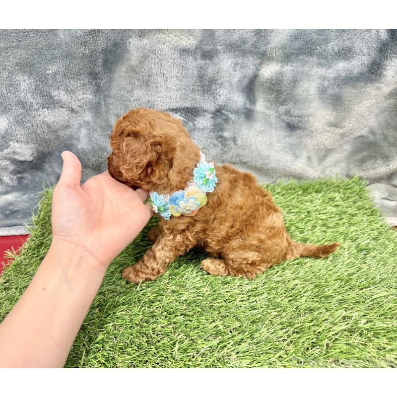 成約済の愛知県のトイプードル-421710の3枚目