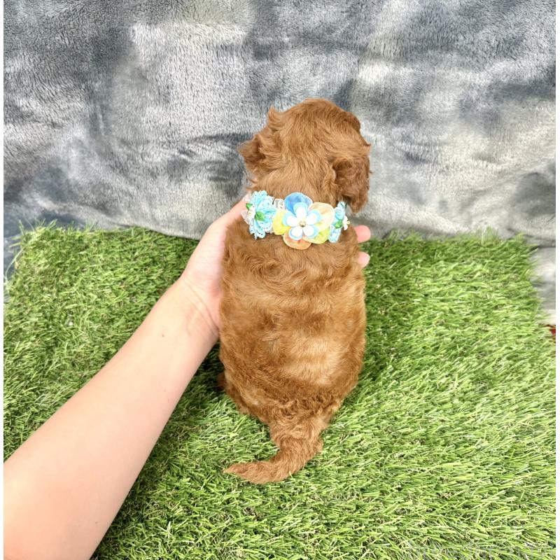 成約済の愛知県のトイプードル-421710の2枚目