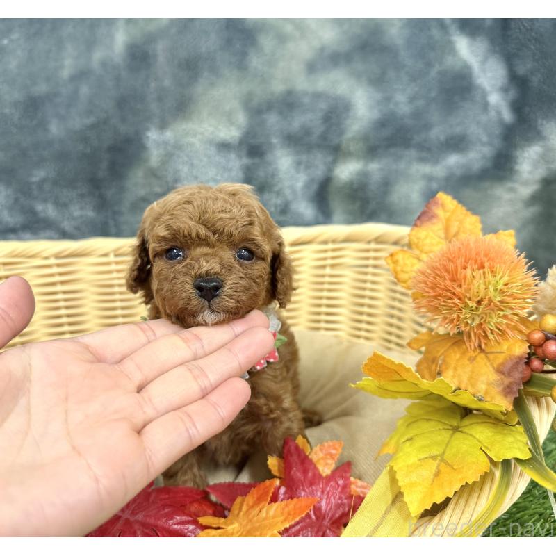 成約済の愛知県のトイプードル-421728の6枚目