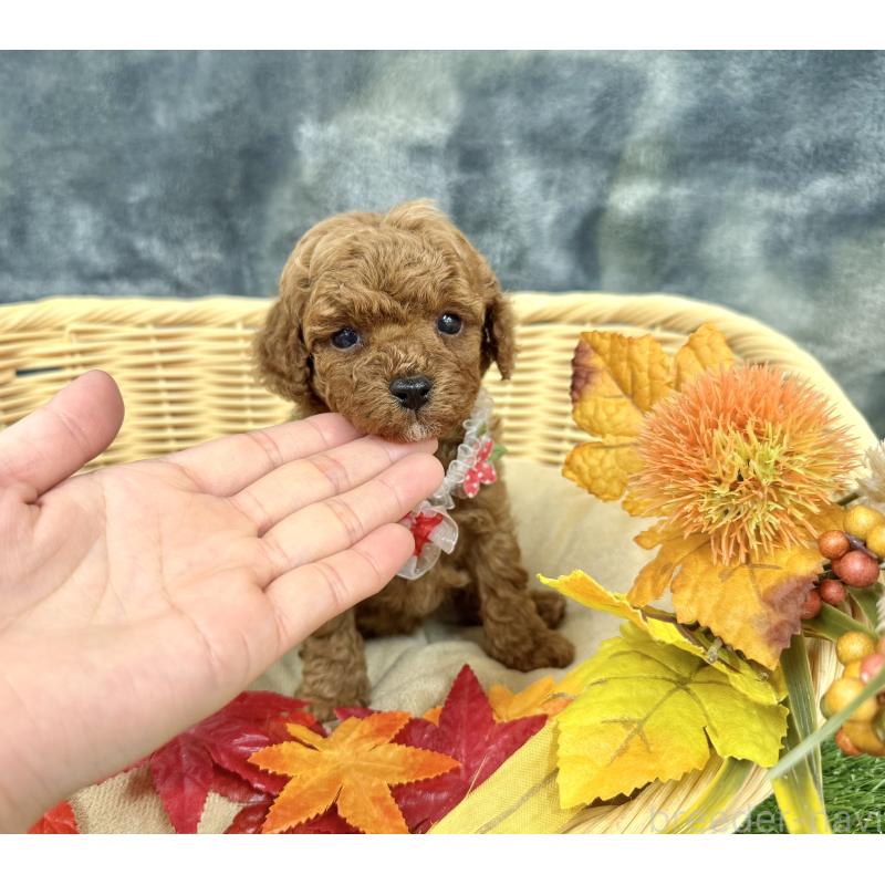 成約済の愛知県のトイプードル-421728の5枚目