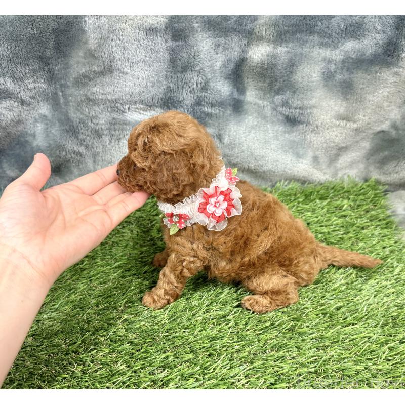 成約済の愛知県のトイプードル-421728の4枚目