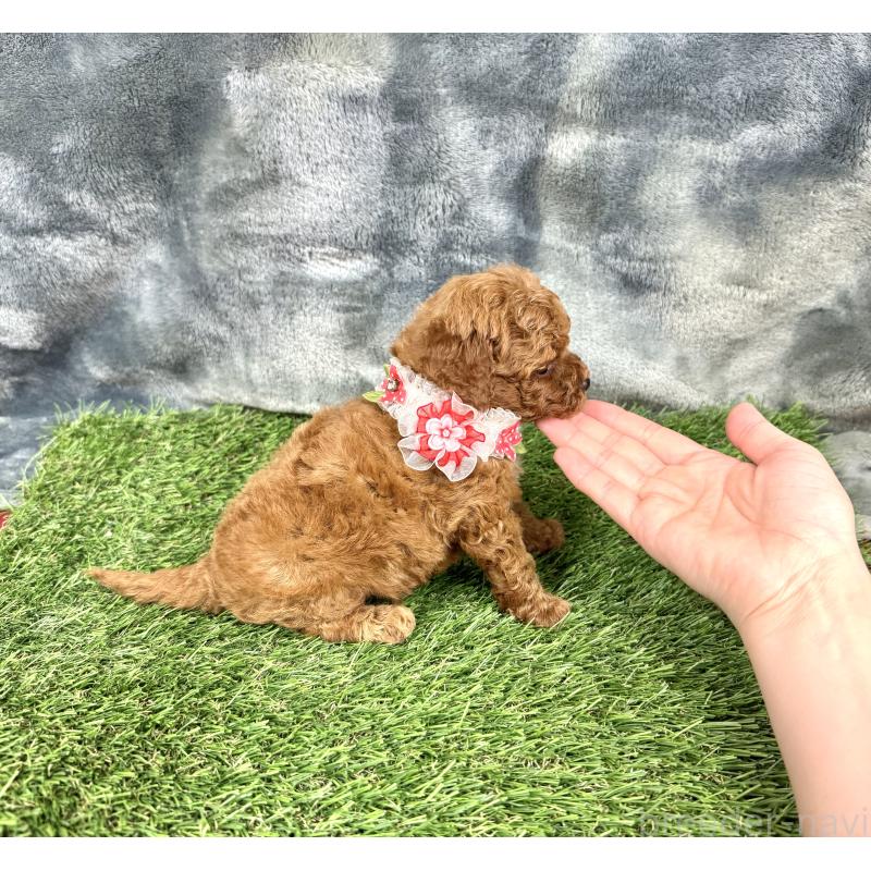 成約済の愛知県のトイプードル-421728の3枚目