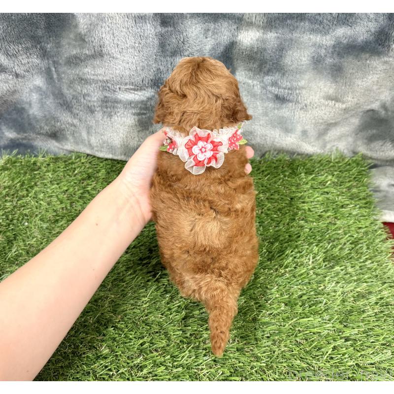 成約済の愛知県のトイプードル-421728の2枚目