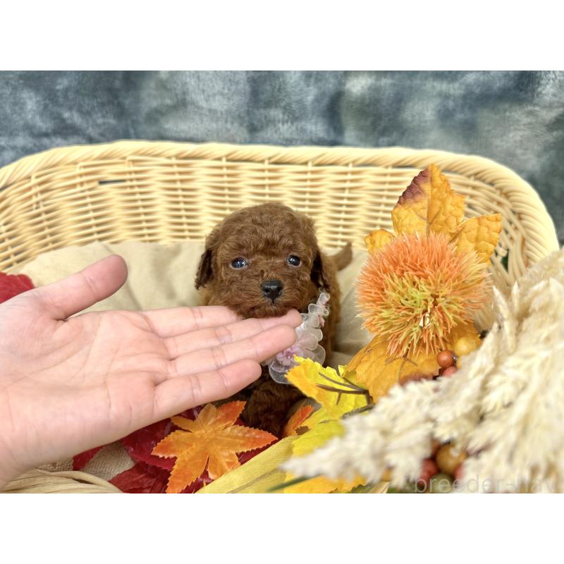 成約済の愛知県のトイプードル-421727の6枚目