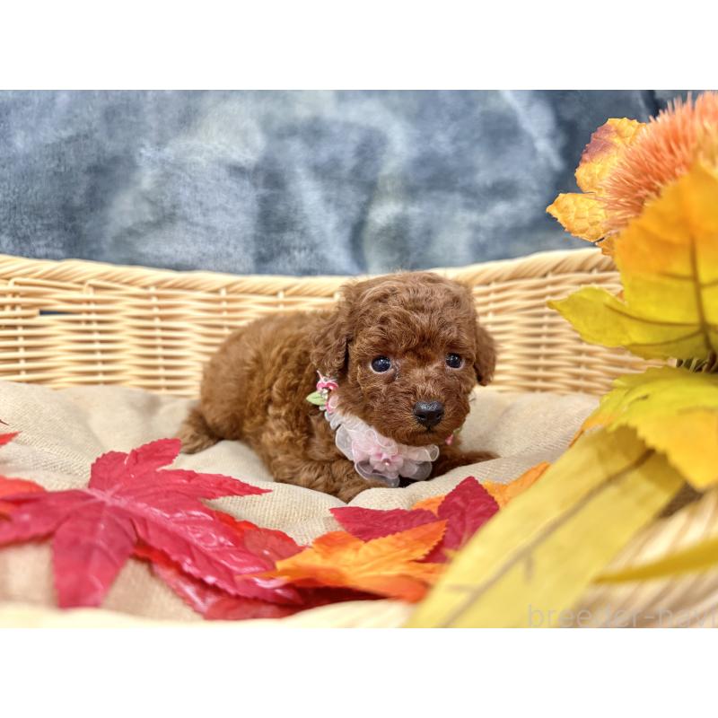 成約済の愛知県のトイプードル-421727の5枚目