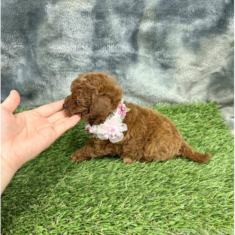 成約済の愛知県のトイプードル-421727の4枚目