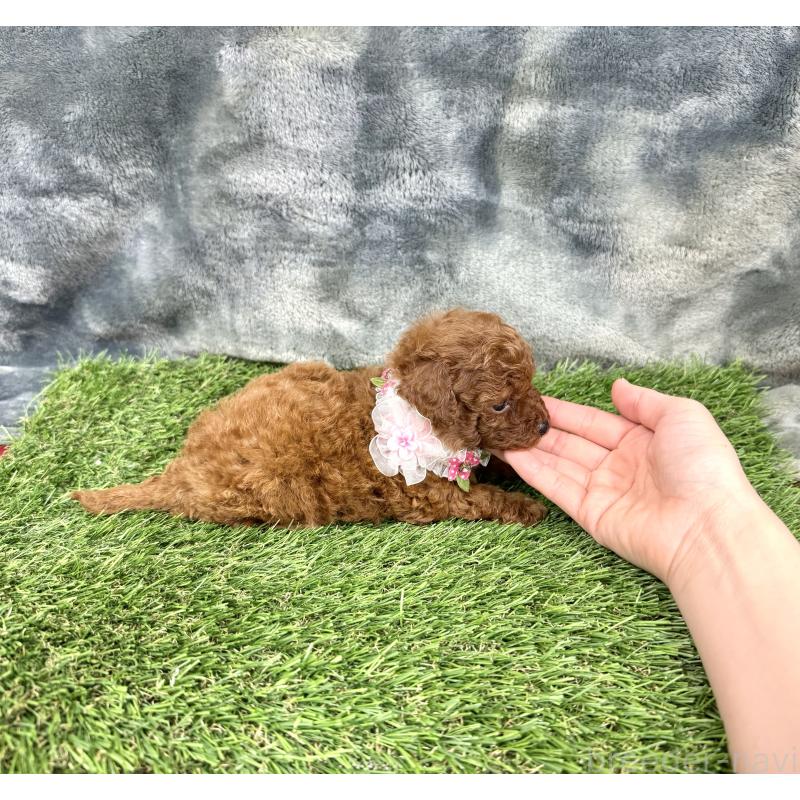 成約済の愛知県のトイプードル-421727の3枚目