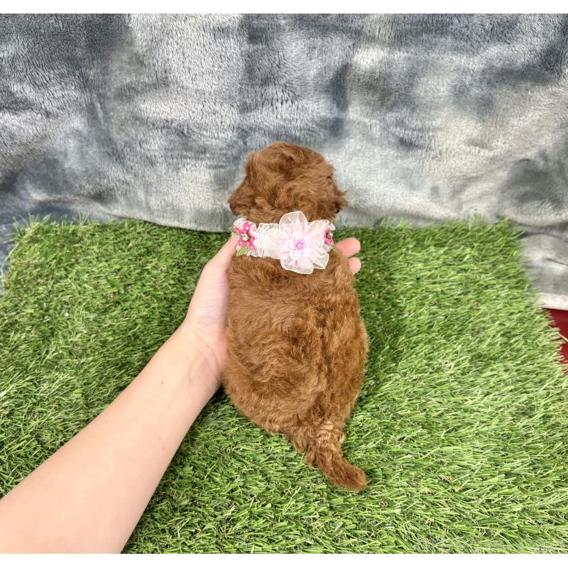 成約済の愛知県のトイプードル-421727の2枚目