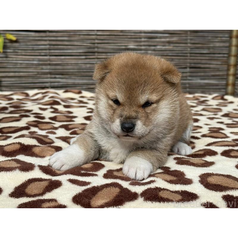 販売中の三重県の柴犬-423784の3枚目
