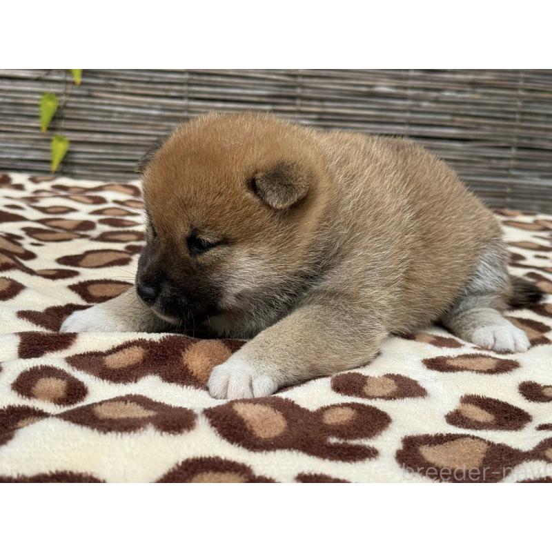 販売中の三重県の柴犬-423785の4枚目