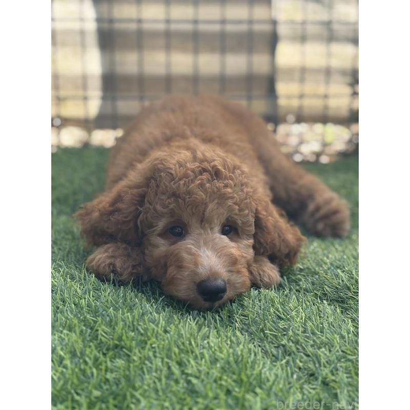 販売中の茨城県のスタンダードプードル-414320の3枚目