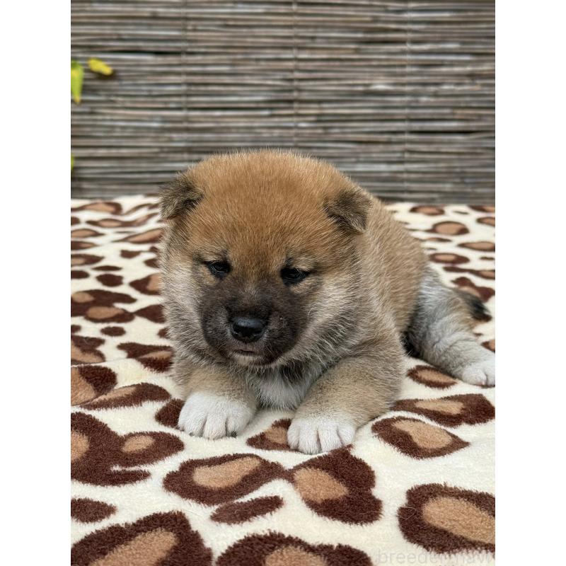 販売中の三重県の柴犬-423785の3枚目