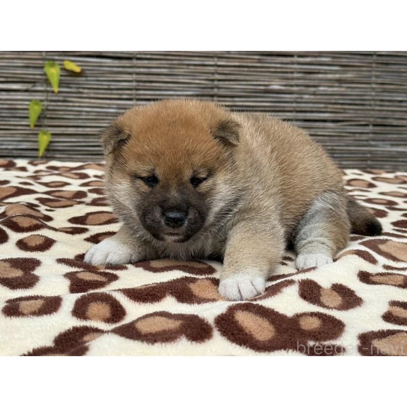 販売中の三重県の柴犬-423785の2枚目