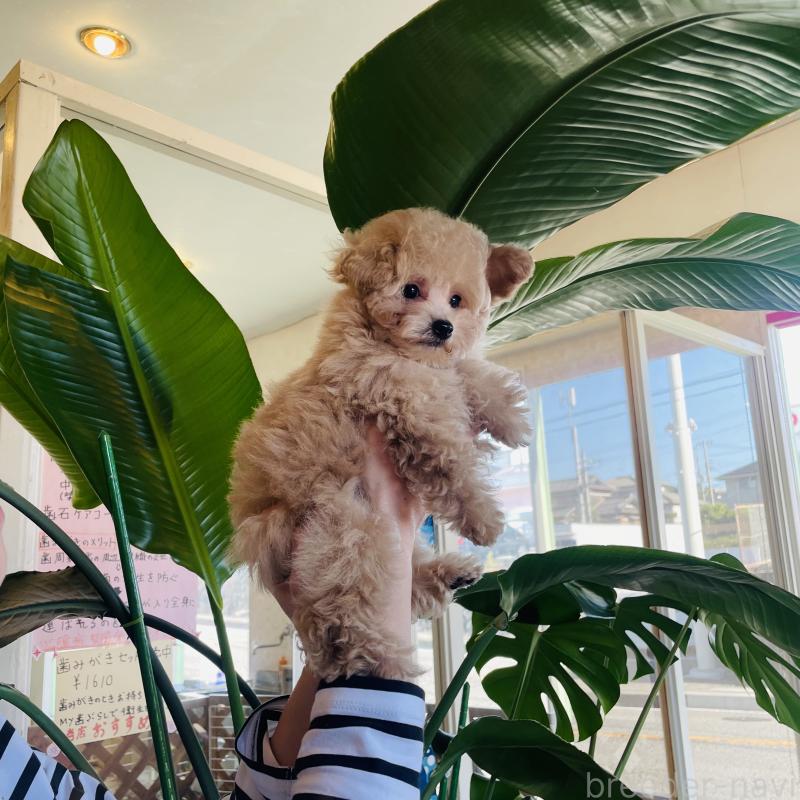 成約済の和歌山県のティーカッププードル-420766の4枚目