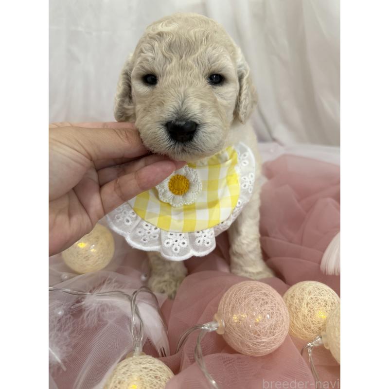 販売中の兵庫県のスタンダードプードル-422005