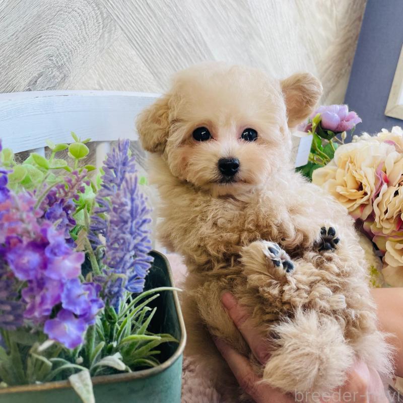 成約済の和歌山県のティーカッププードル-420766の3枚目