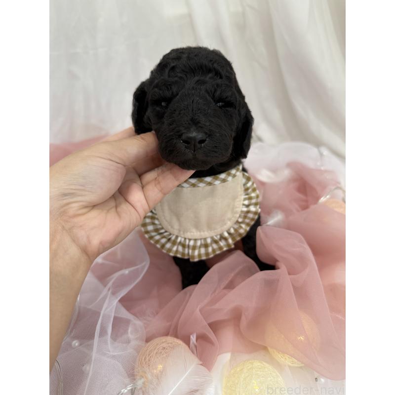 販売中の兵庫県のスタンダードプードル-422000の5枚目