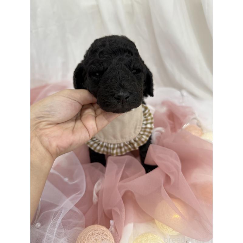 販売中の兵庫県のスタンダードプードル-422000の4枚目