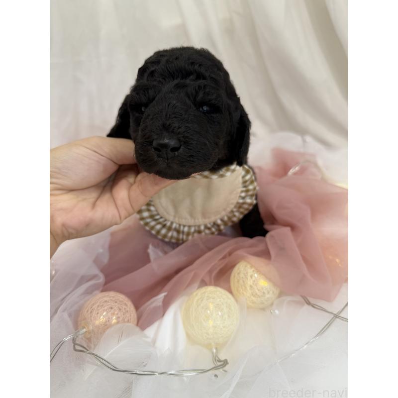 販売中の兵庫県のスタンダードプードル-422000の3枚目