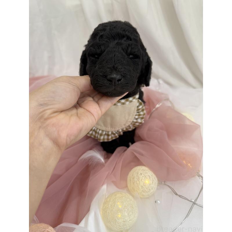 販売中の兵庫県のスタンダードプードル-422000の2枚目