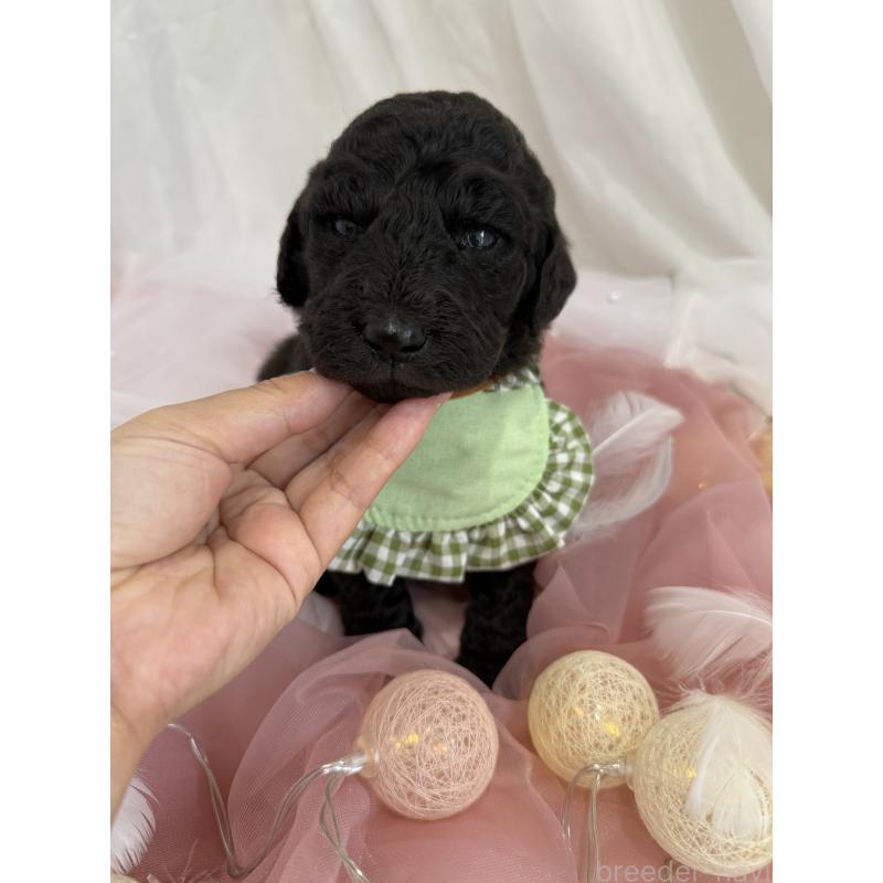 販売中の兵庫県のスタンダードプードル-421994