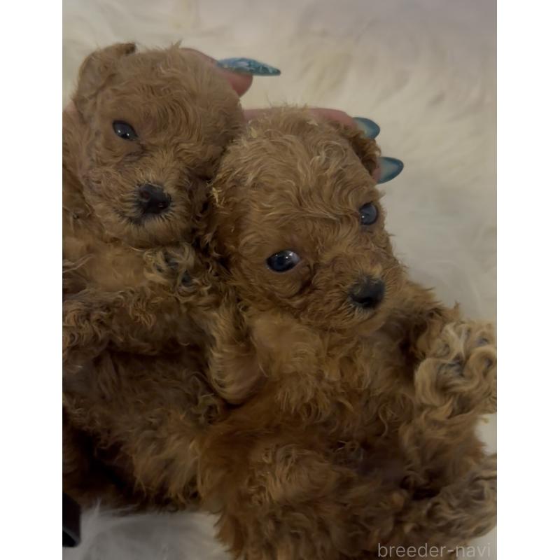 販売中の沖縄県のティーカッププードル-423786の6枚目