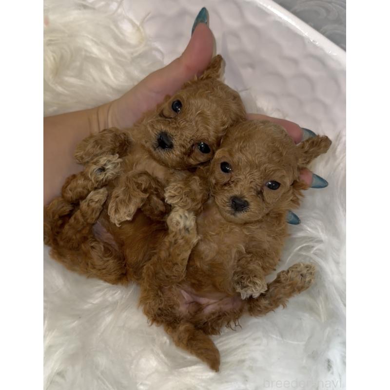 販売中の沖縄県のティーカッププードル-423786の4枚目