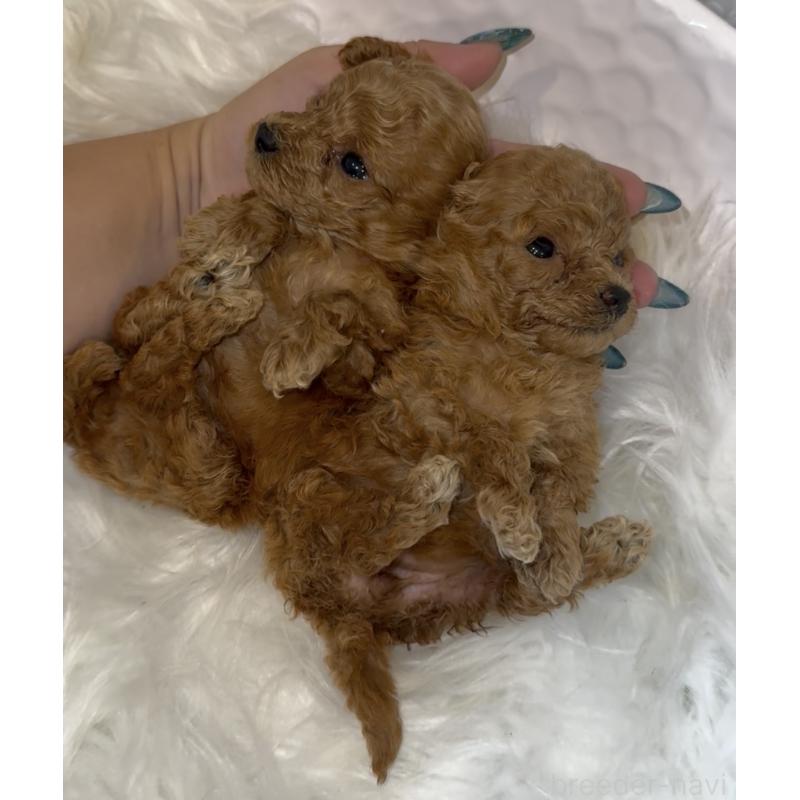 販売中の沖縄県のティーカッププードル-423786の3枚目