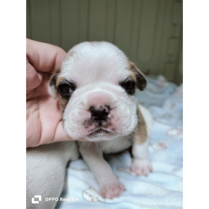 販売中の沖縄県のフレンチブルドッグ-423787の1枚目